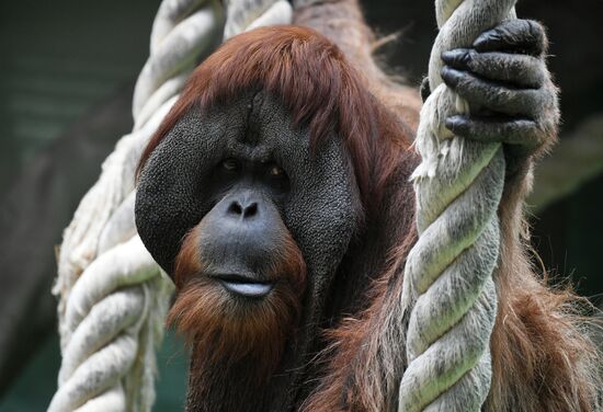 Обитатели Московского зоопарка