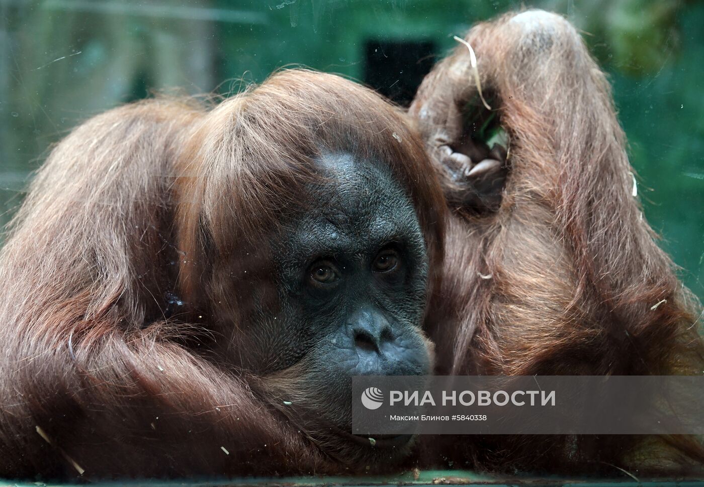Обитатели Московского зоопарка