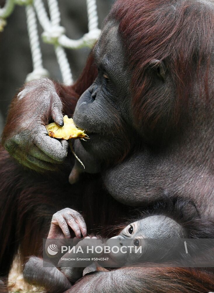 Обитатели Московского зоопарка