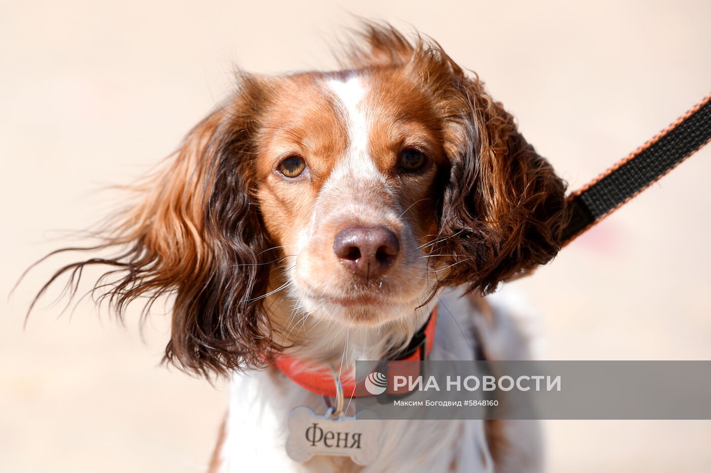 Тренировка собак по курсингу в Казани