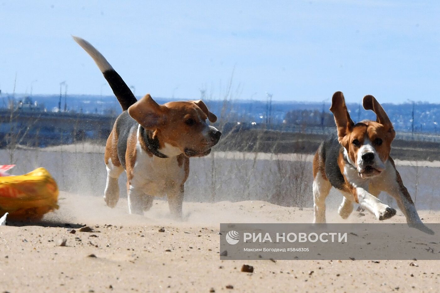 Тренировка собак по курсингу в Казани