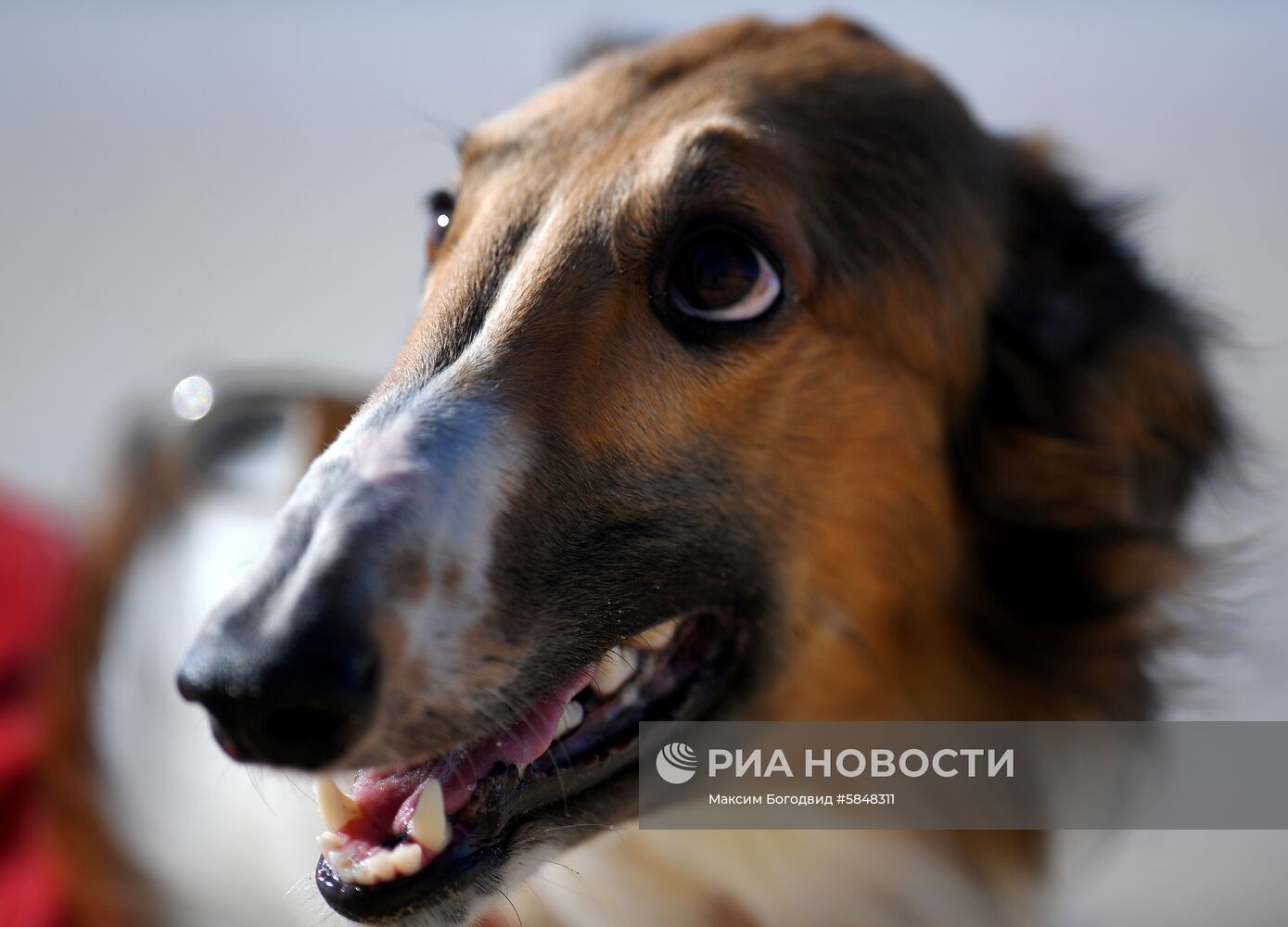 Тренировка собак по курсингу в Казани