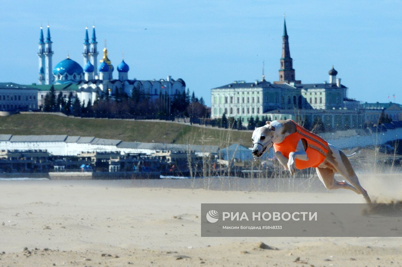 Тренировка собак по курсингу в Казани