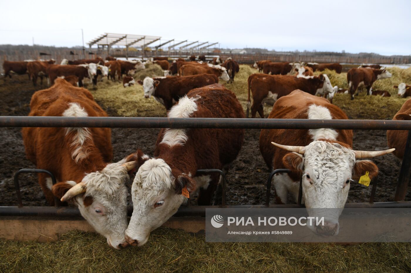 Деревня Аполлоновка в Омской области