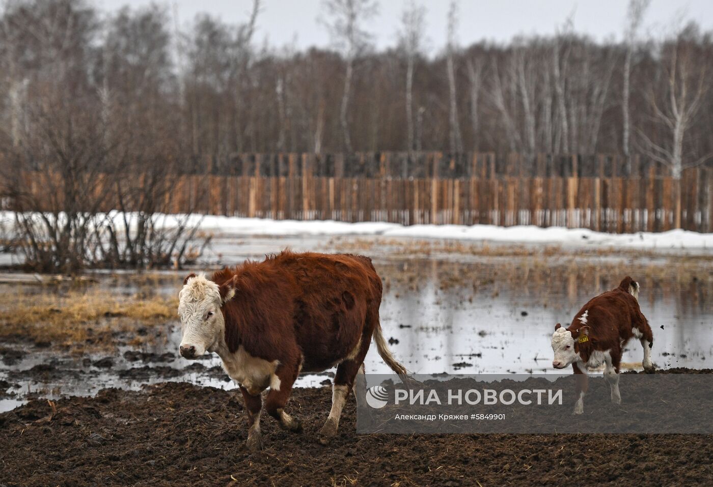 Деревня Аполлоновка в Омской области