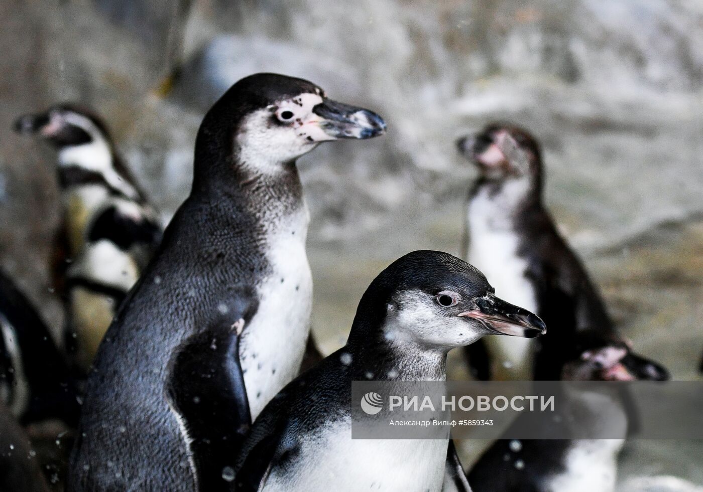 Пингвины в Московском зоопарке