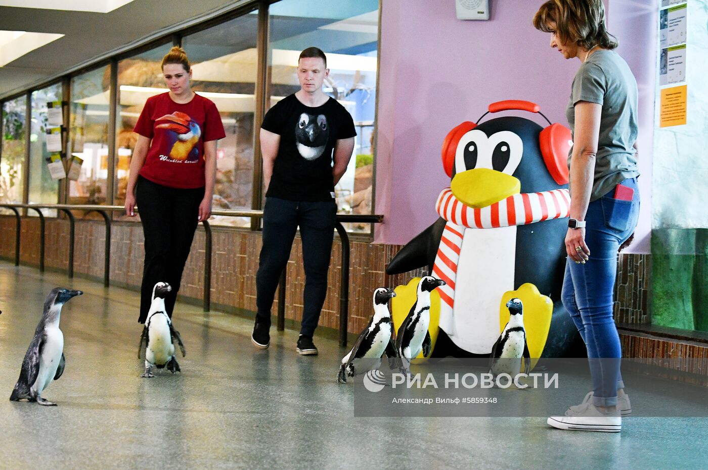 Пингвины в Московском зоопарке 