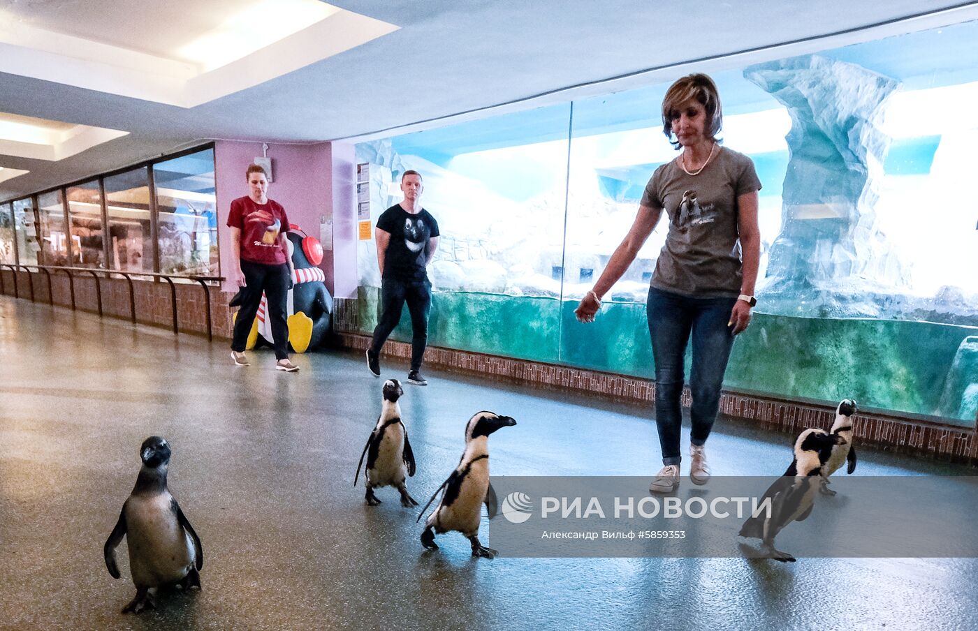Пингвины в Московском зоопарке