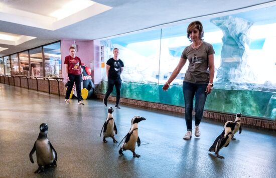 Пингвины в Московском зоопарке 