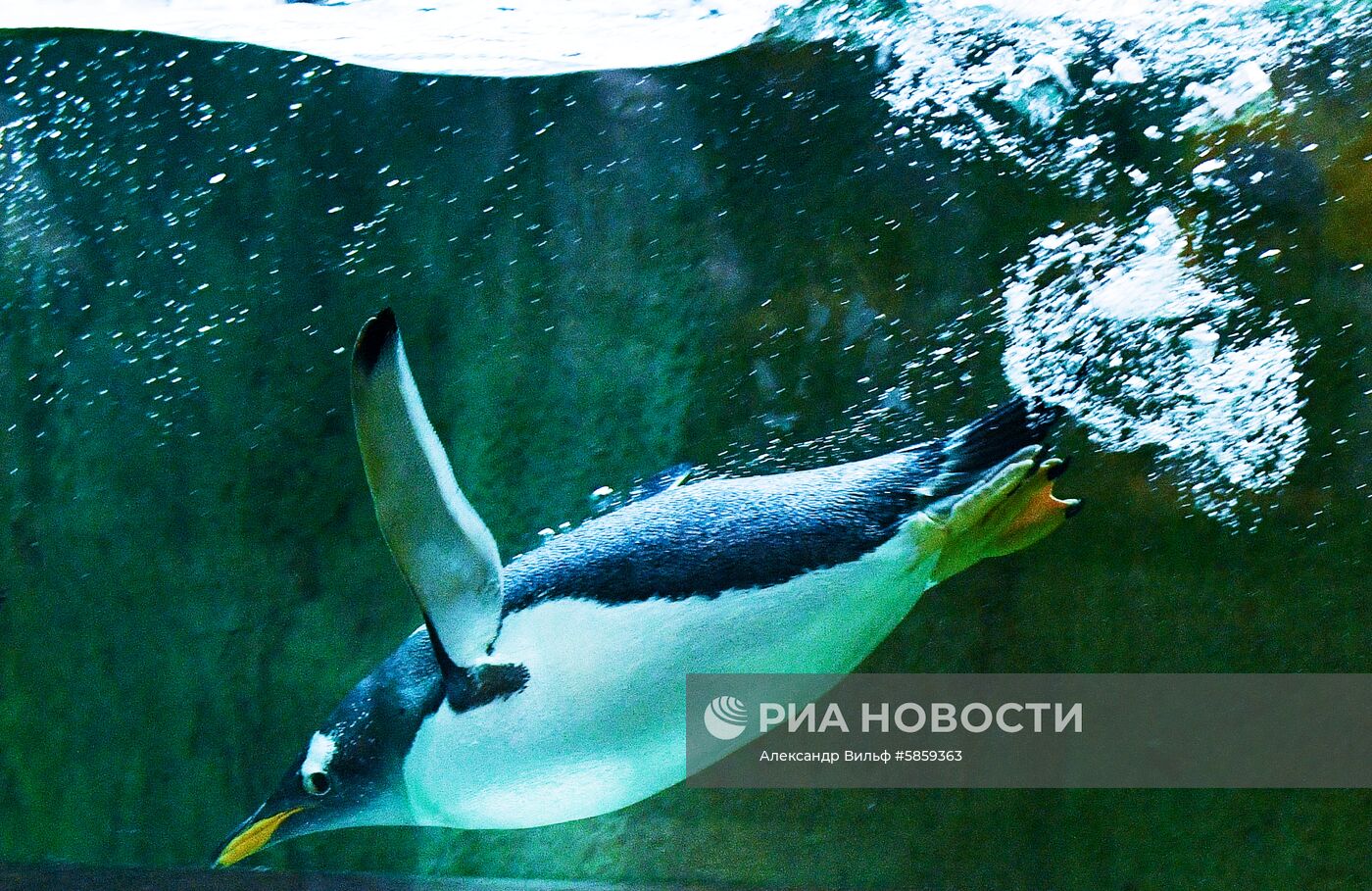 Пингвины в Московском зоопарке