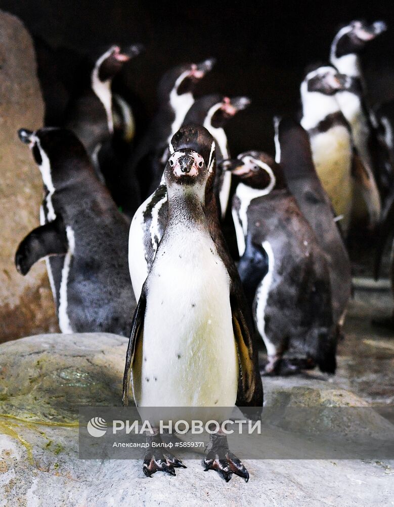 Пингвины в Московском зоопарке 