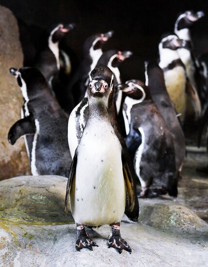 Пингвины в Московском зоопарке 