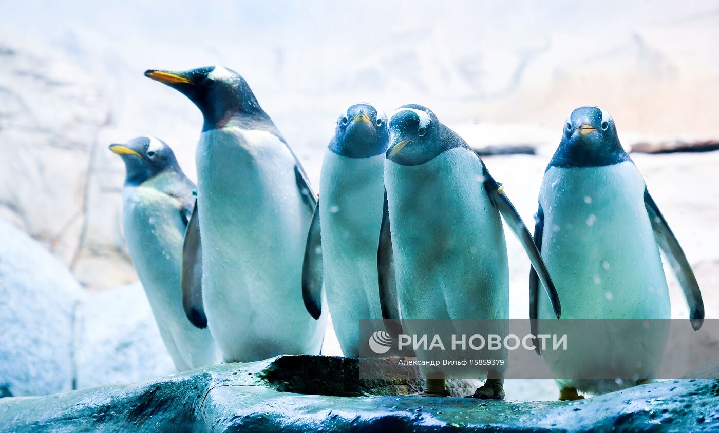 Пингвины в Московском зоопарке