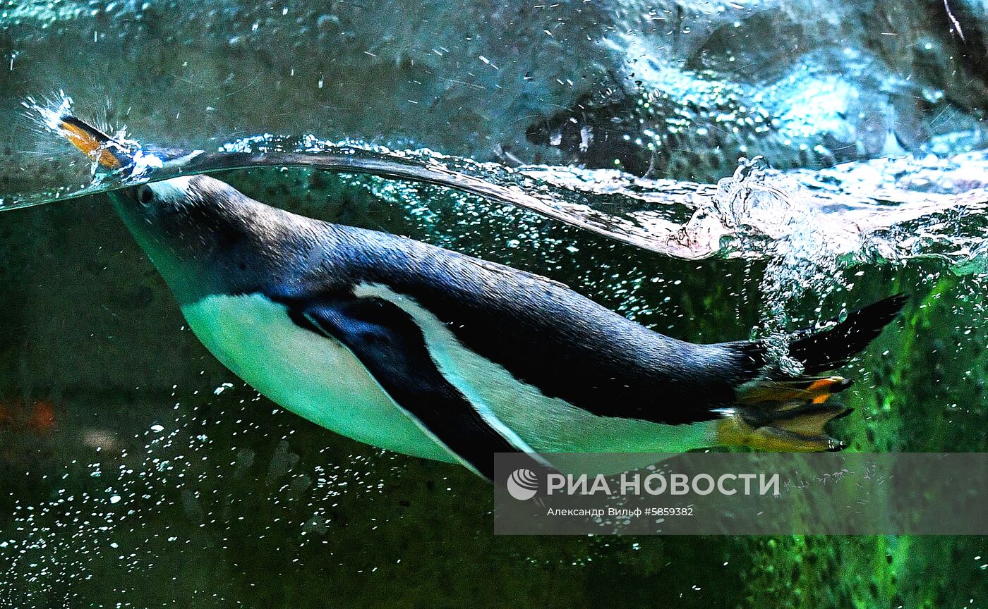 Пингвины в Московском зоопарке