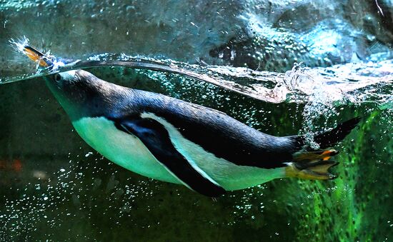 Пингвины в Московском зоопарке 