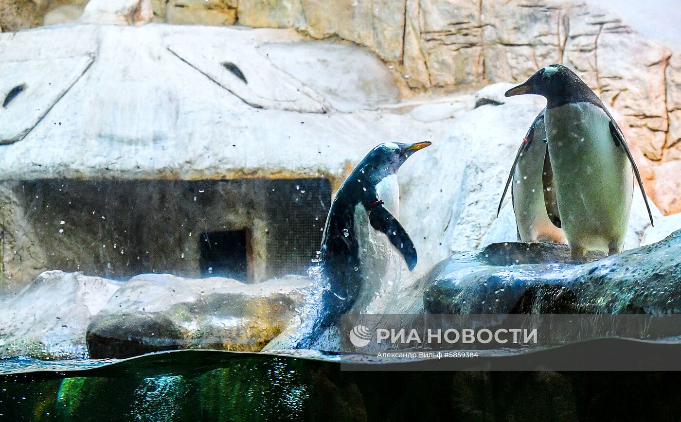 Пингвины в Московском зоопарке