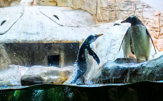 Пингвины в Московском зоопарке 