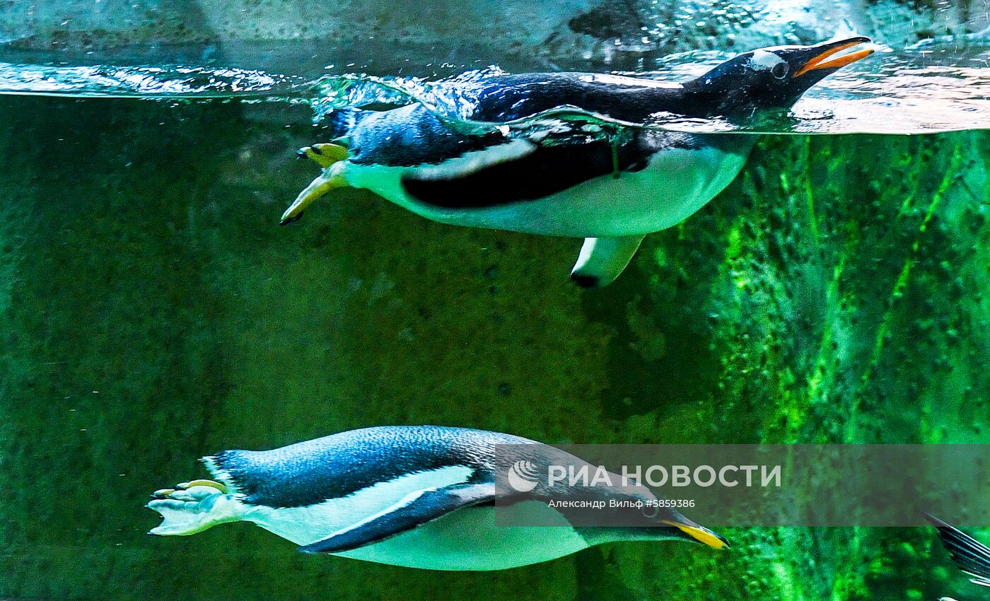 Пингвины в Московском зоопарке 