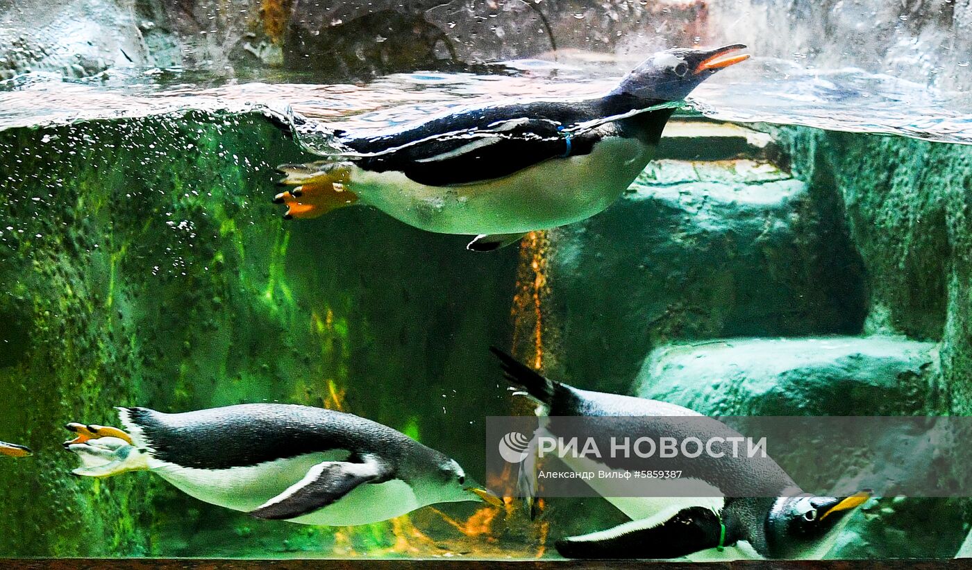 Пингвины в Московском зоопарке
