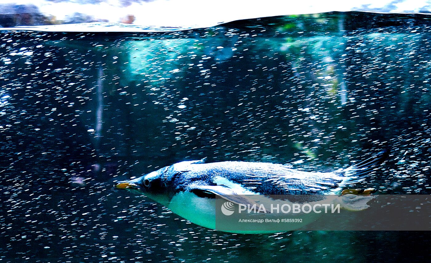 Пингвины в Московском зоопарке