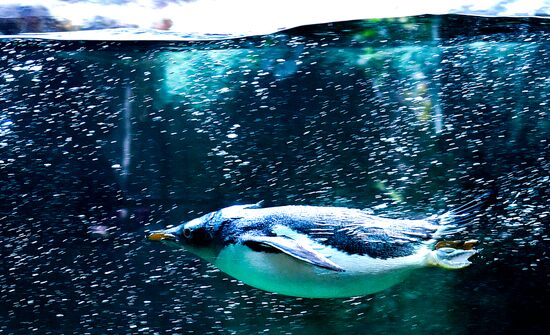 Пингвины в Московском зоопарке 