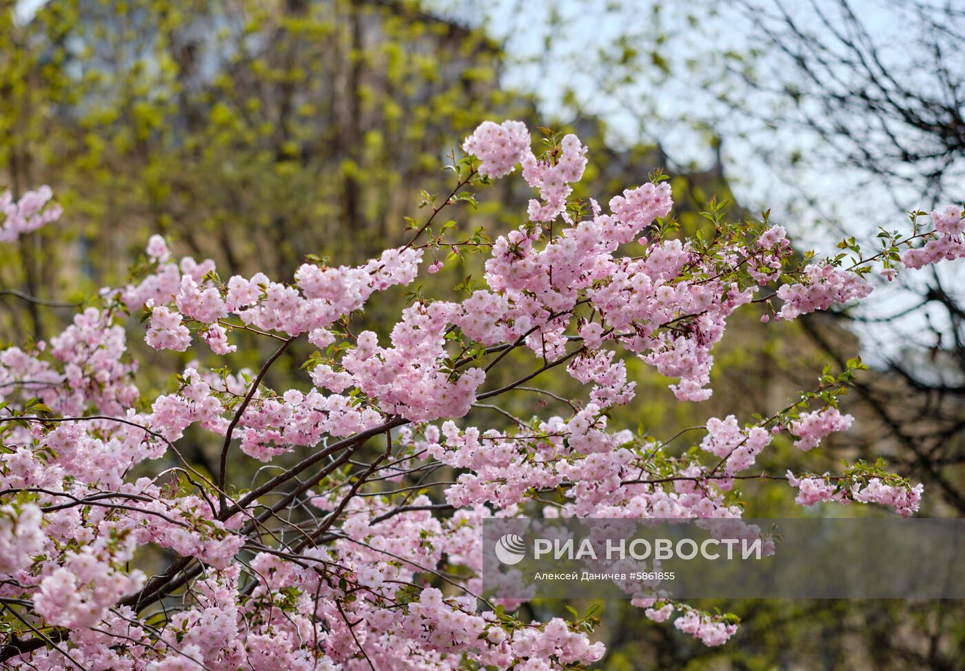 Цветение сакуры в Санкт-Петербурге