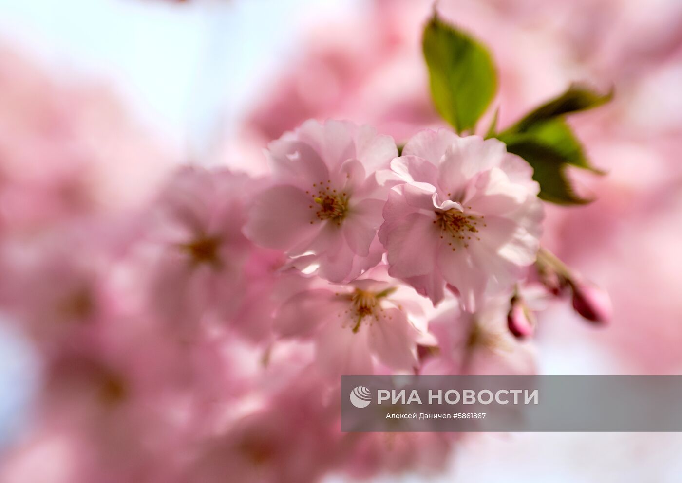 Цветение сакуры в Санкт-Петербурге