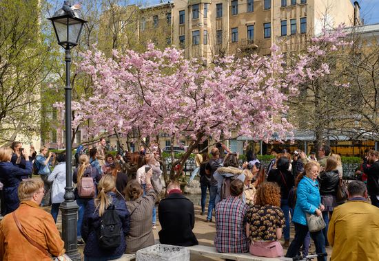 Цветение сакуры в Санкт-Петербурге