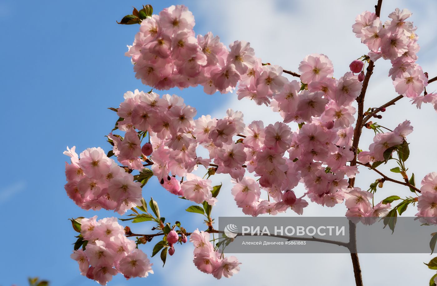 Цветение сакуры в Санкт-Петербурге