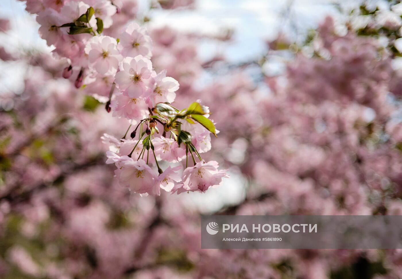 Цветение сакуры в Санкт-Петербурге