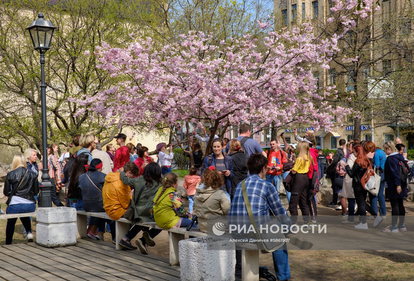 Цветение сакуры в Санкт-Петербурге