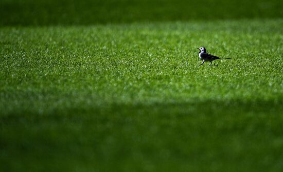 Футбол. РПЛ. Матч "Локомотив" - "Енисей"