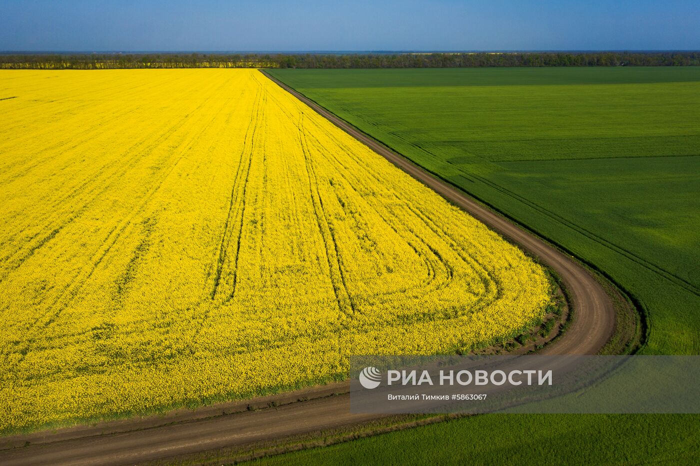 Рапсовые поля в Краснодарском крае