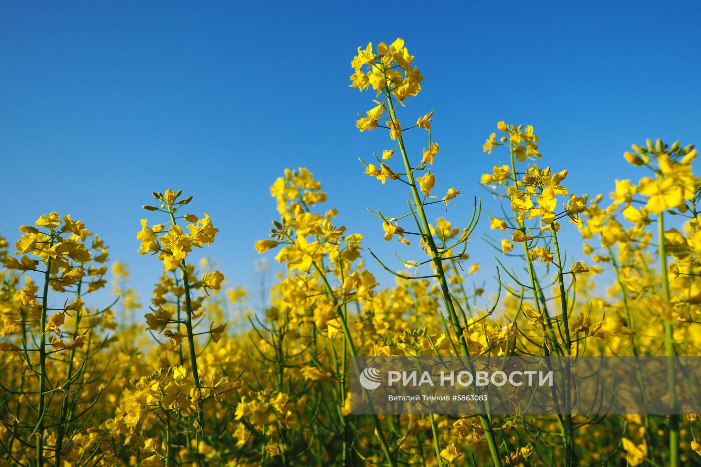 Рапсовые поля в Краснодарском крае