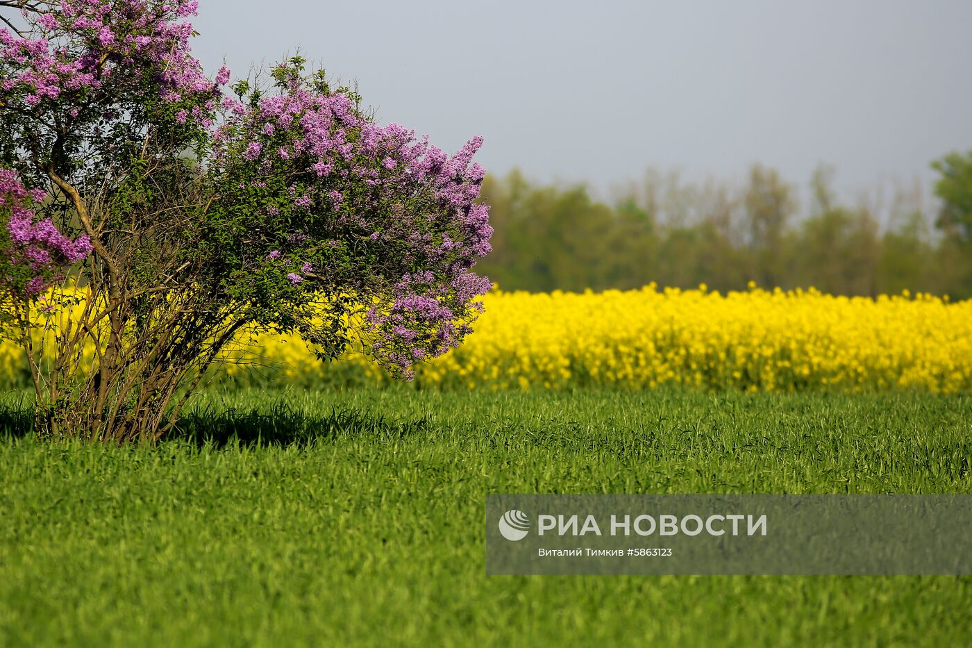 Рапсовые поля в Краснодарском крае