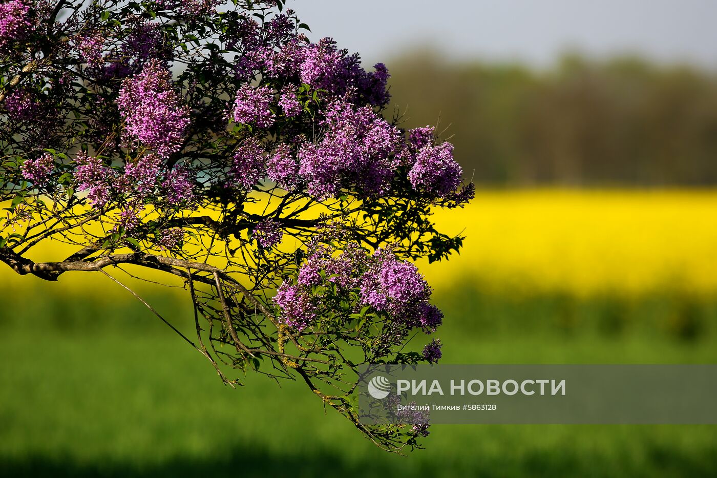 Рапсовые поля в Краснодарском крае