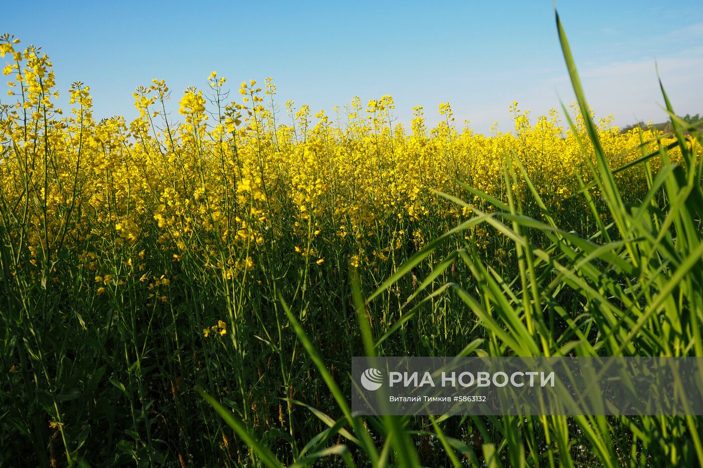 Рапсовые поля в Краснодарском крае