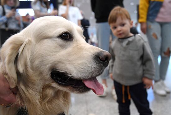 Акция "Обними друга перед полетом" в Домодедово