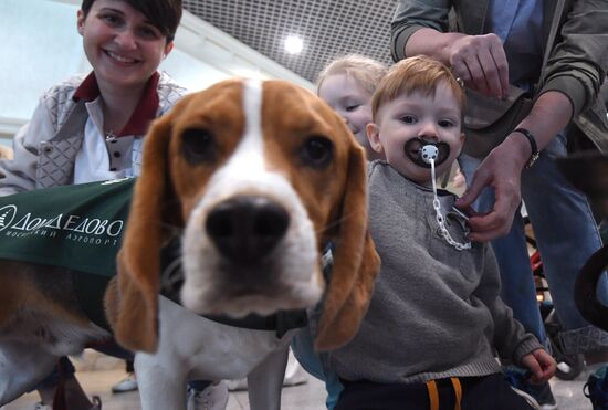 Акция "Обними друга перед полетом" в Домодедово