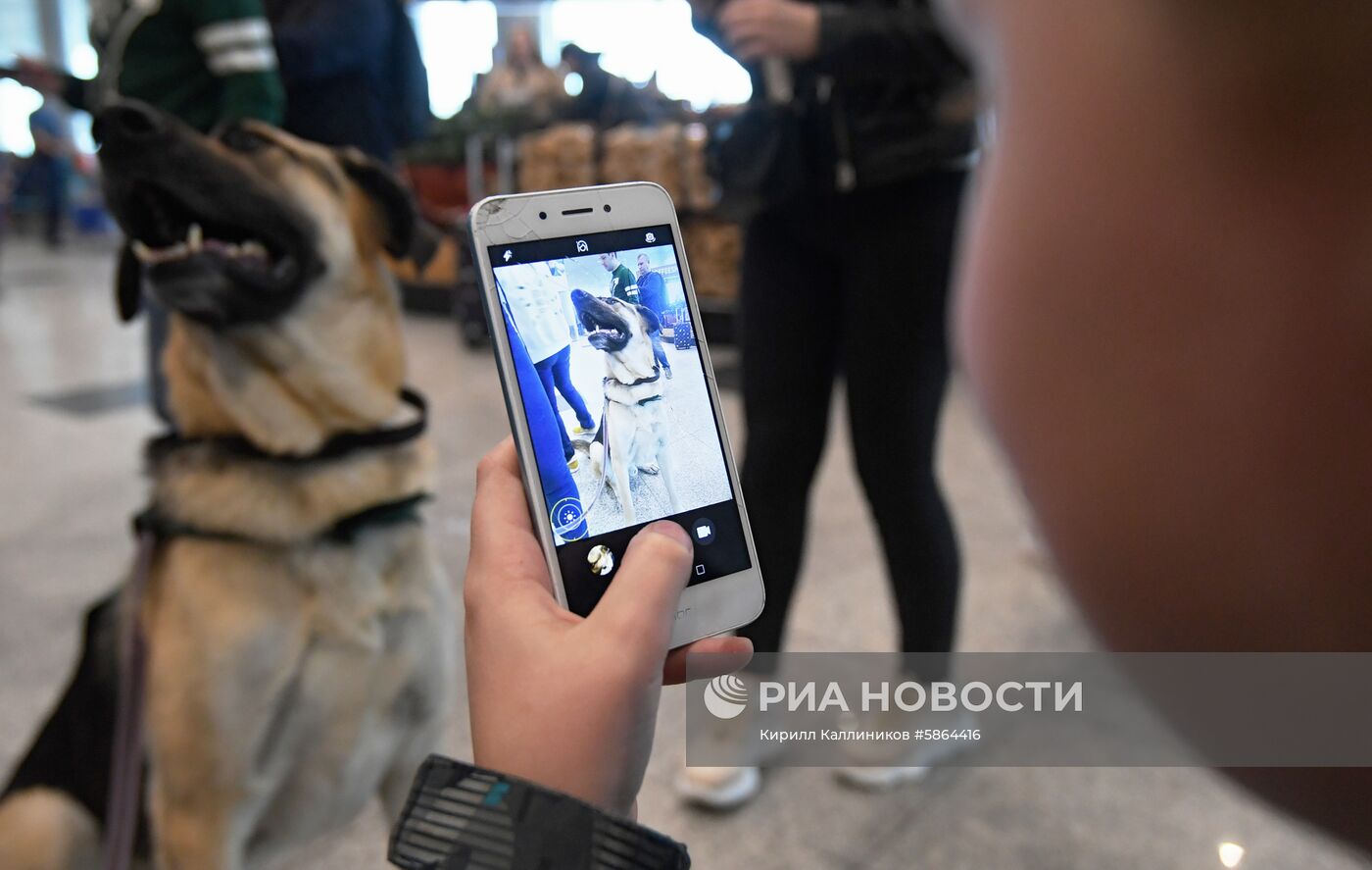 Акция "Обними друга перед полетом" в Домодедово