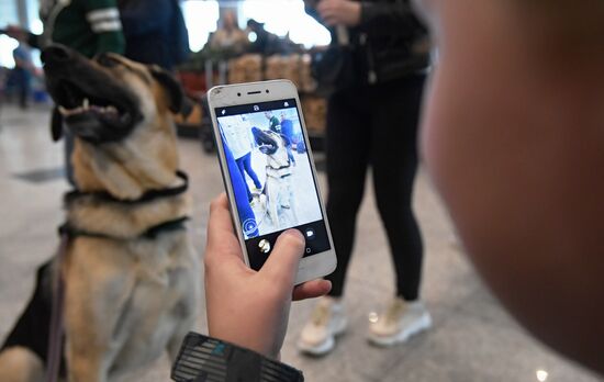 Акция "Обними друга перед полетом" в Домодедово