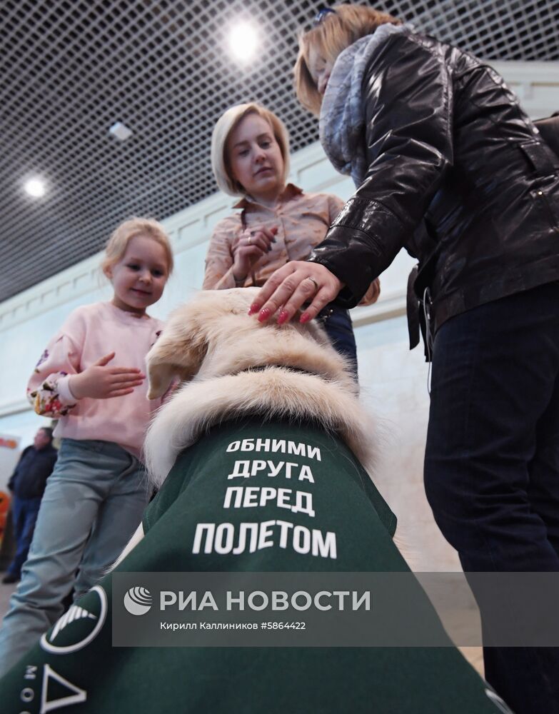 Акция "Обними друга перед полетом" в Домодедово