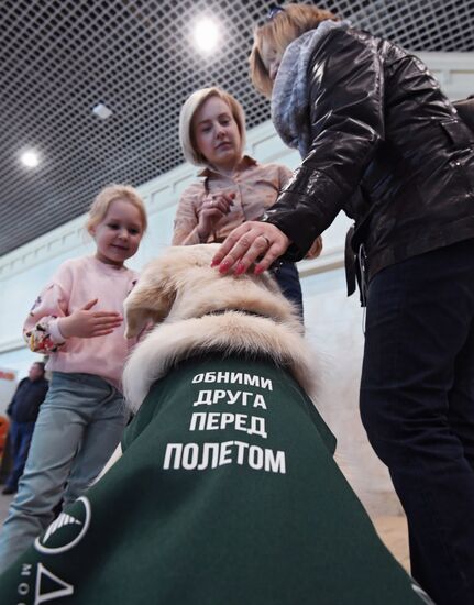 Акция "Обними друга перед полетом" в Домодедово