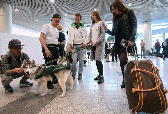 Акция "Обними друга перед полетом" в Домодедово