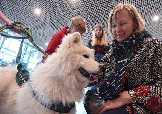 Акция "Обними друга перед полетом" в Домодедово