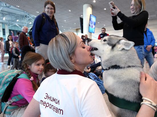 Акция "Обними друга перед полетом" в Домодедово
