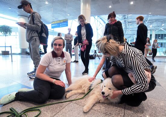 Акция "Обними друга перед полетом" в Домодедово