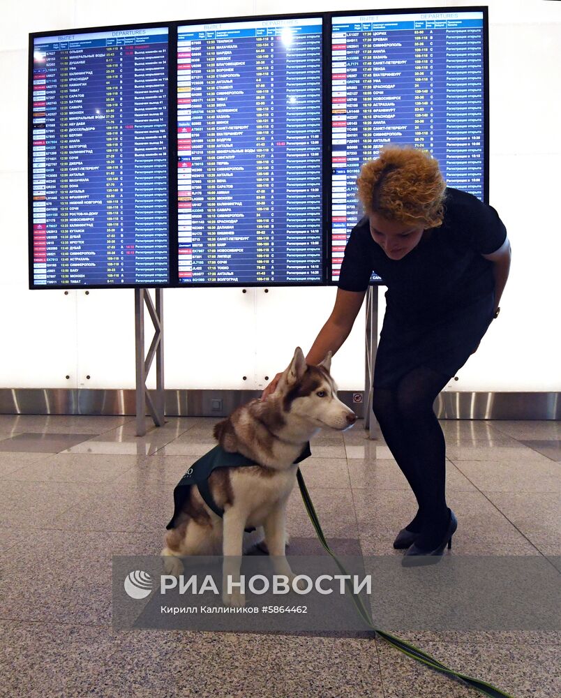 Акция "Обними друга перед полетом" в Домодедово