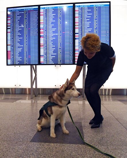 Акция "Обними друга перед полетом" в Домодедово