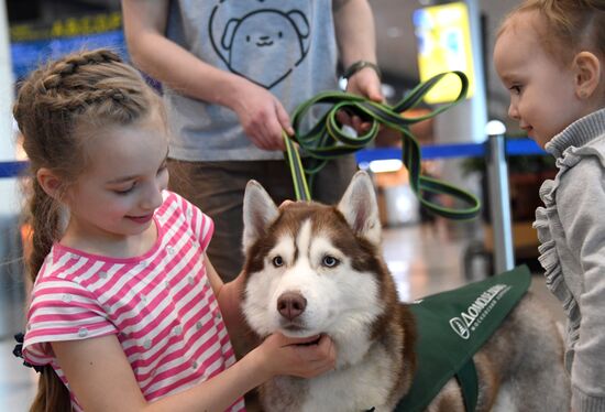 Акция "Обними друга перед полетом" в Домодедово